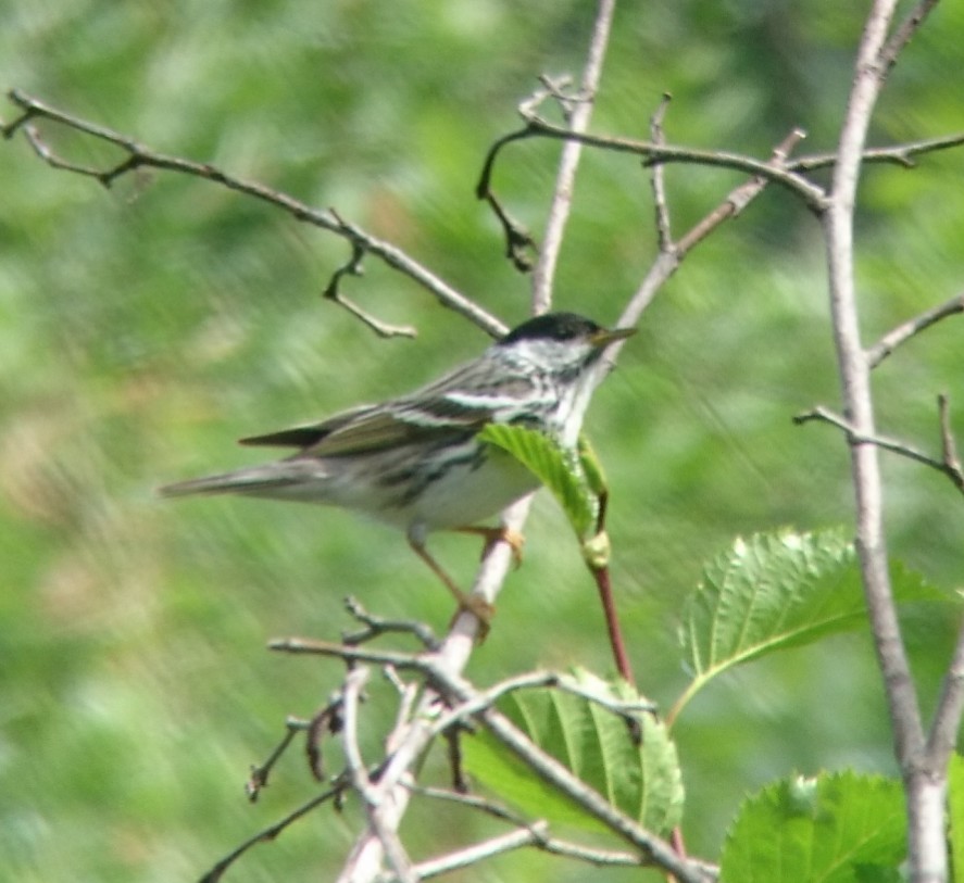 Blackpoll Warbler - ML62647691