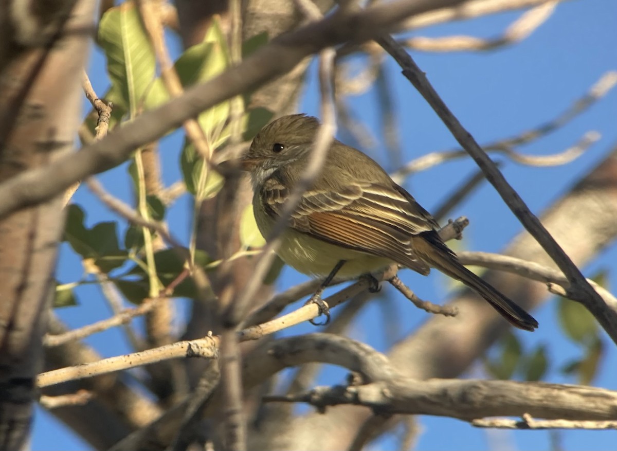 Nutting's Flycatcher - ML626476938