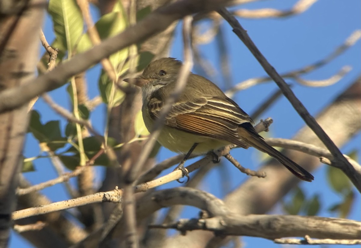 Nutting's Flycatcher - ML626476943
