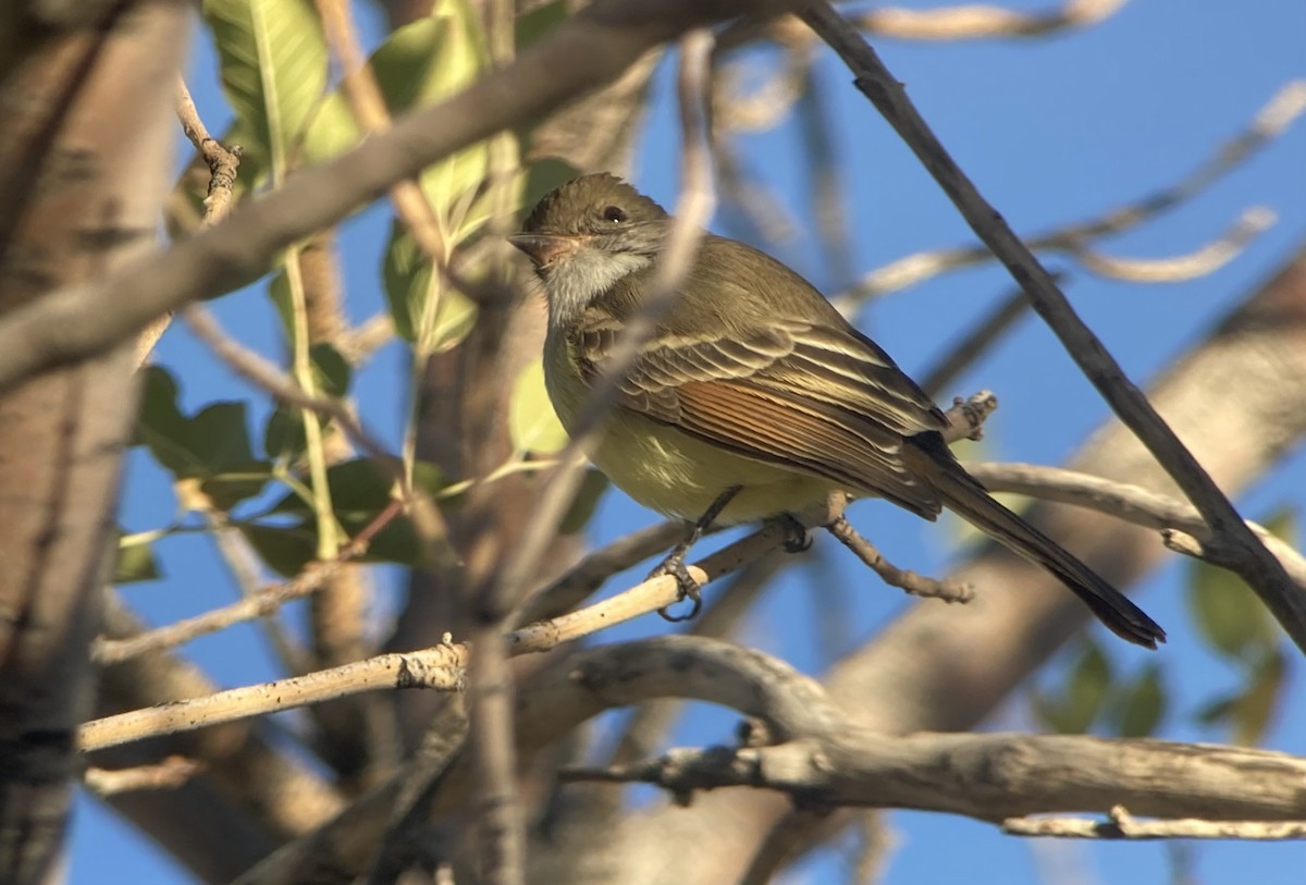 Nutting's Flycatcher - ML626476956