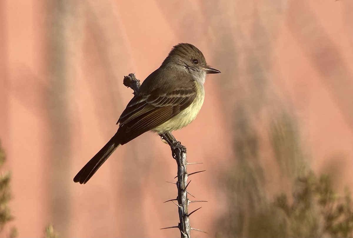 Nutting's Flycatcher - ML626476969