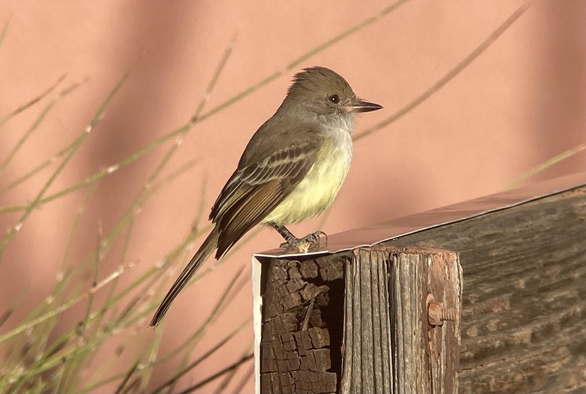Nutting's Flycatcher - ML626476981