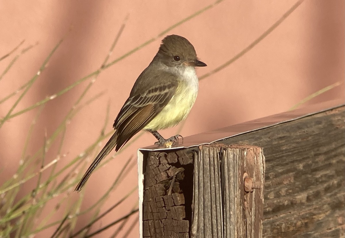 Nutting's Flycatcher - ML626476993