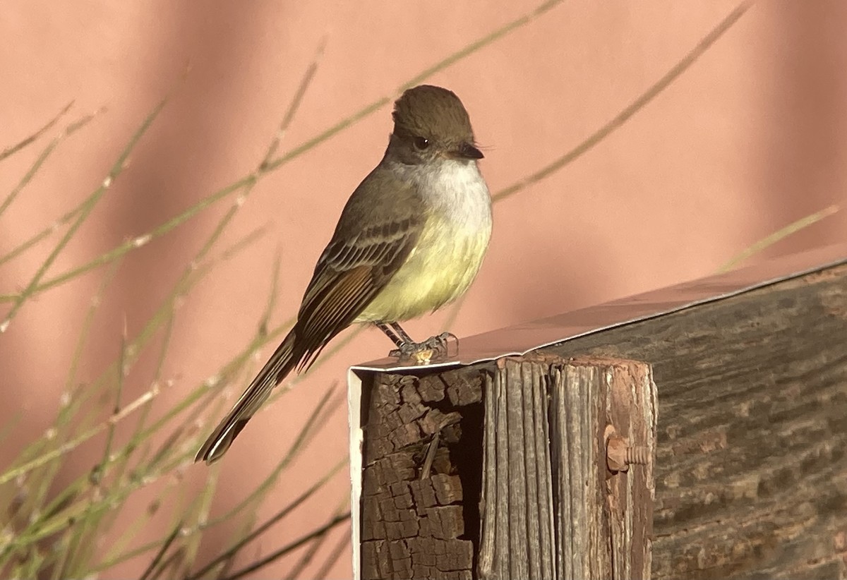 Nutting's Flycatcher - ML626477007
