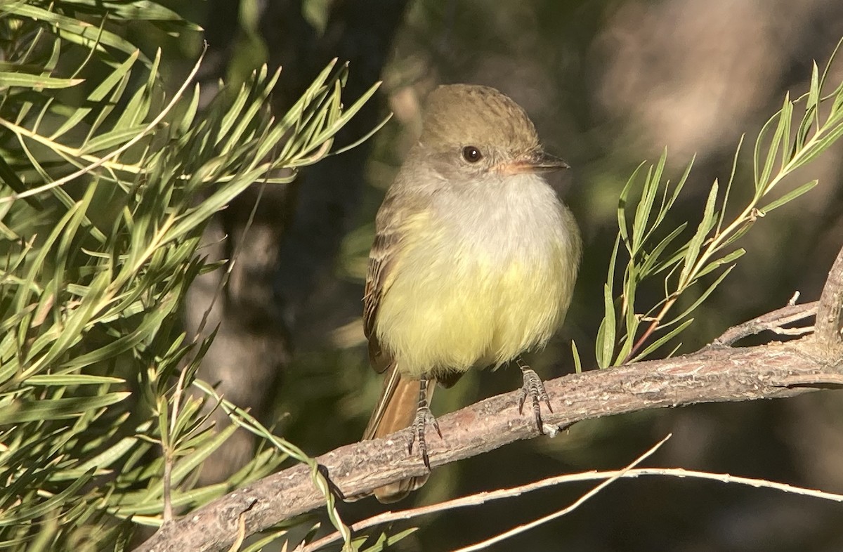 Nutting's Flycatcher - ML626477019