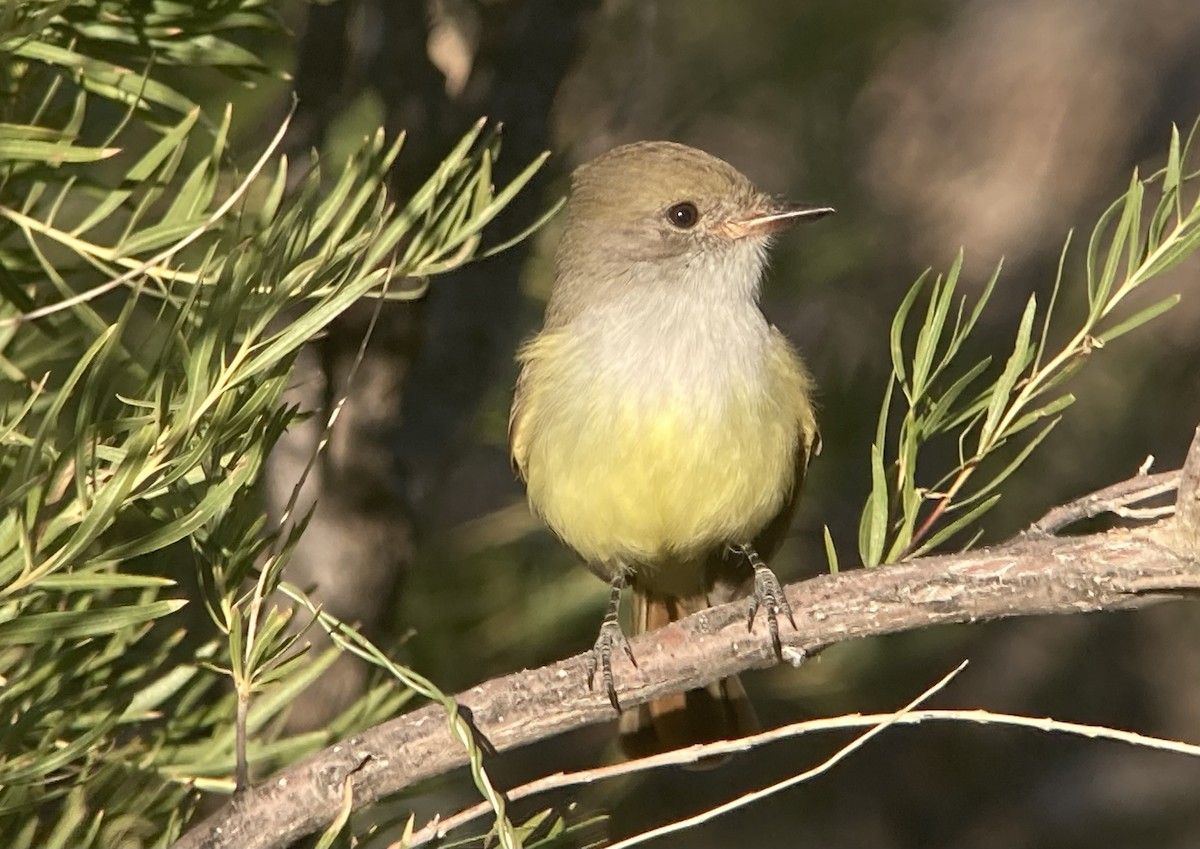 Nutting's Flycatcher - ML626477031