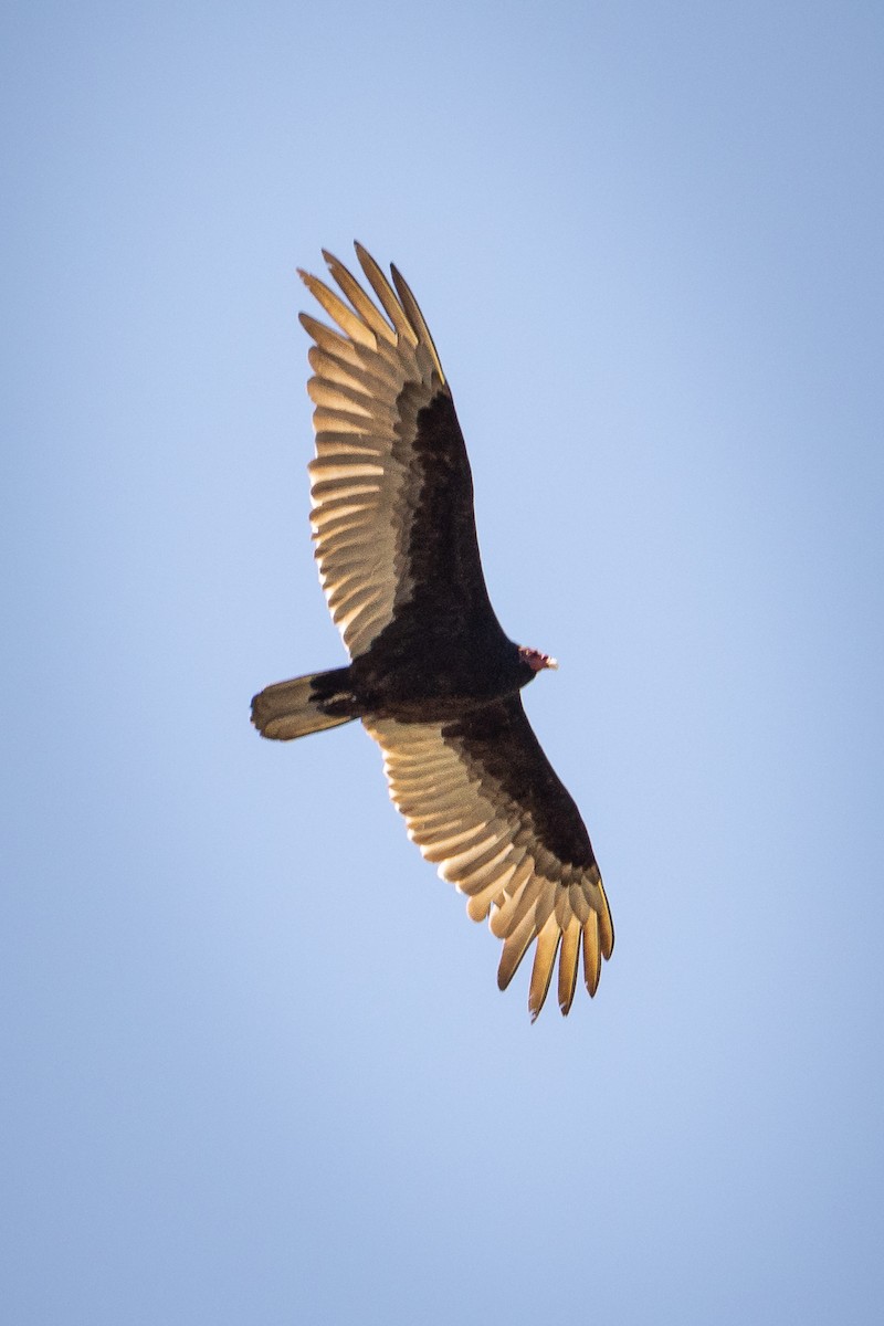 Turkey Vulture - ML626477113