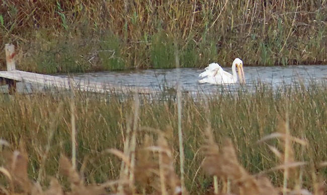 American White Pelican - ML626477324