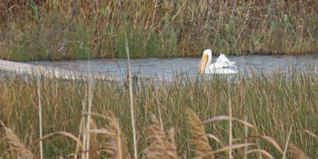 American White Pelican - ML626477330