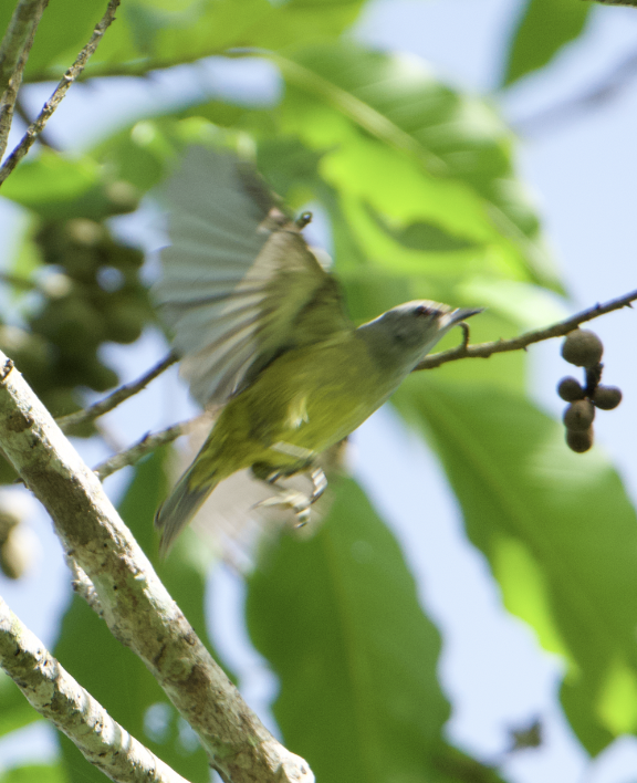 Javabrillenvogel - ML626477344