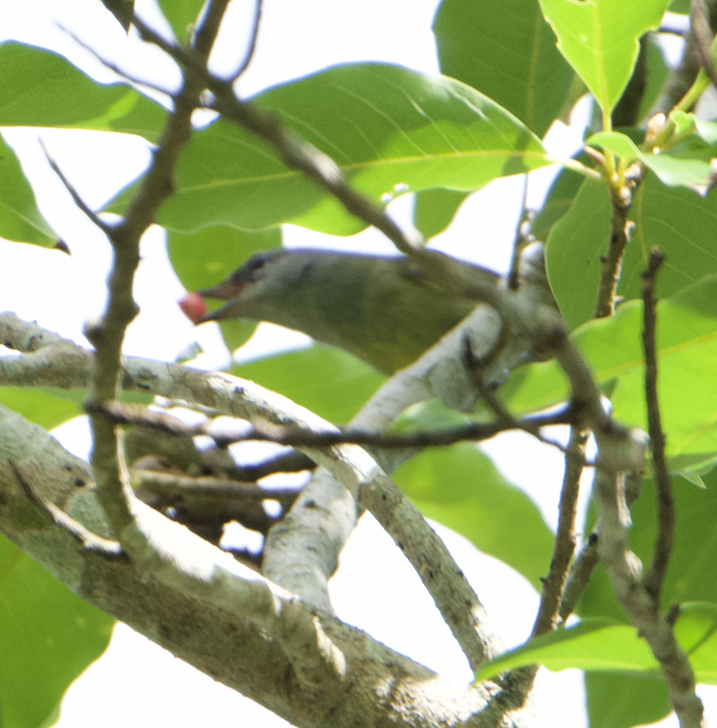 Javabrillenvogel - ML626477345