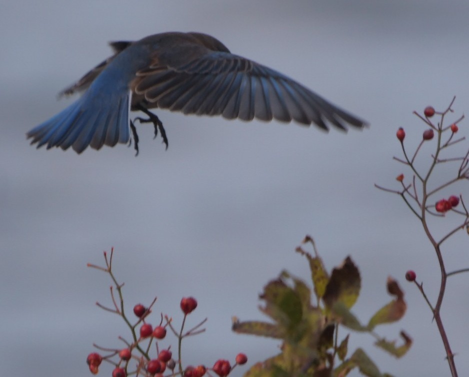 Eastern Bluebird - ML626477494