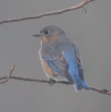 Eastern Bluebird - ML626477495