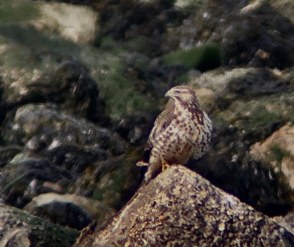 Swainson's Hawk - ML626477533