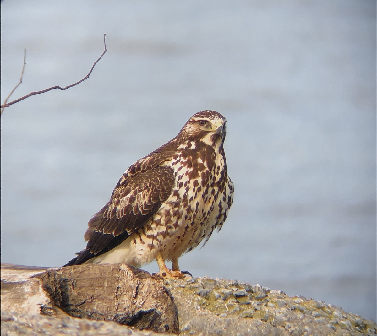 Swainson's Hawk - ML626477559