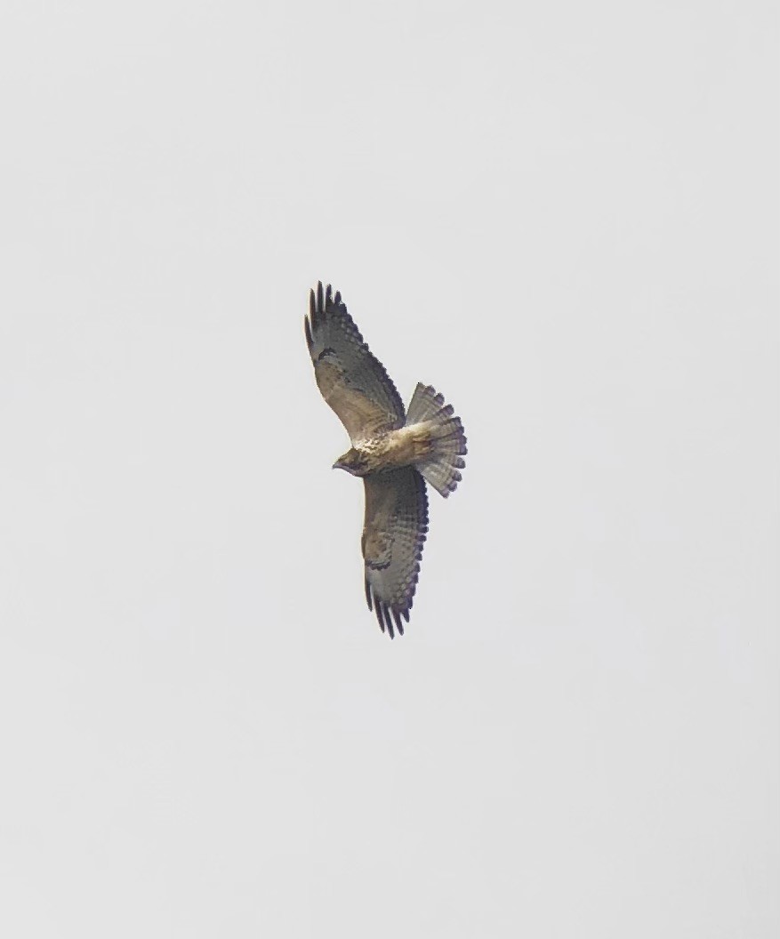 Swainson's Hawk - ML626477569