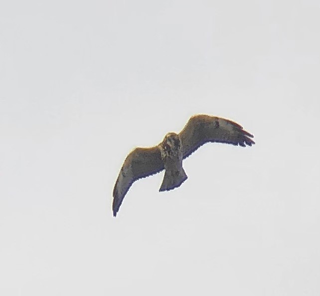 Swainson's Hawk - ML626477570