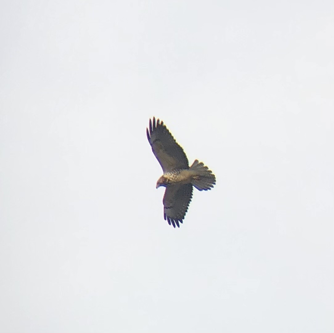 Swainson's Hawk - ML626477571