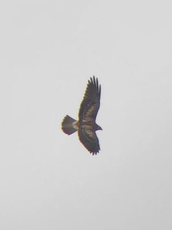Swainson's Hawk - ML626477573