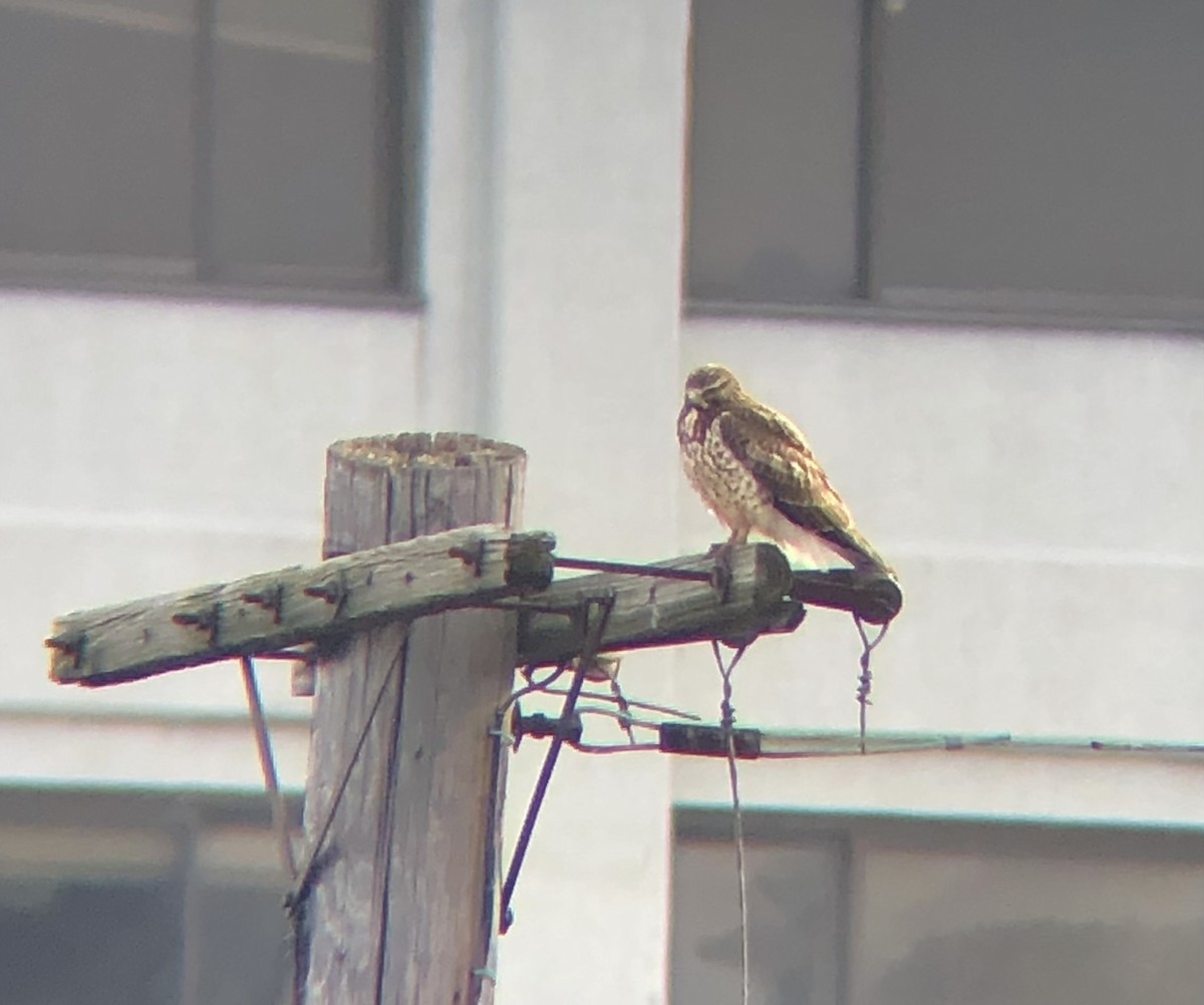 Swainson's Hawk - ML626477599