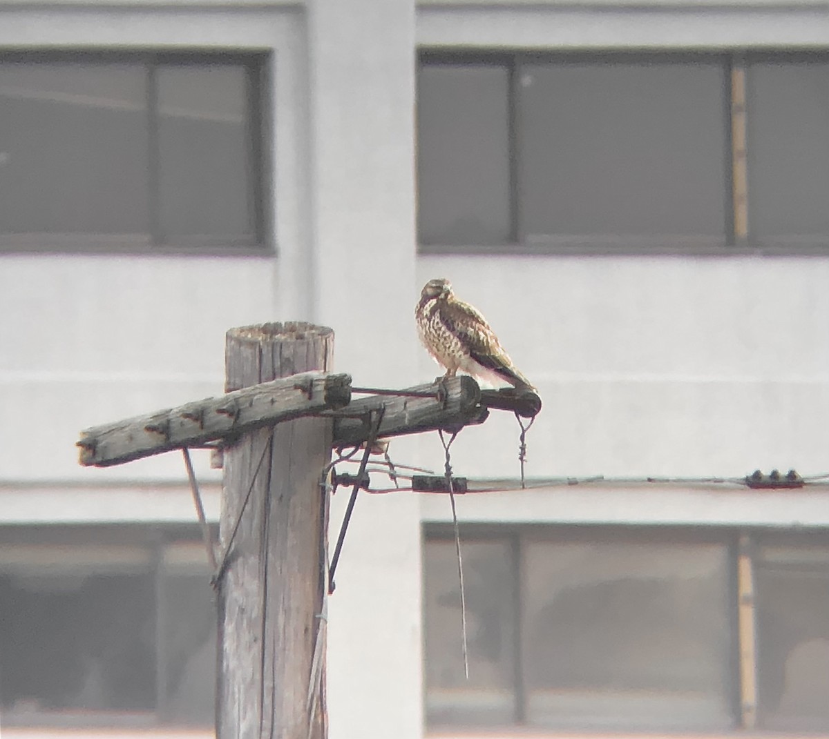 Swainson's Hawk - ML626477600