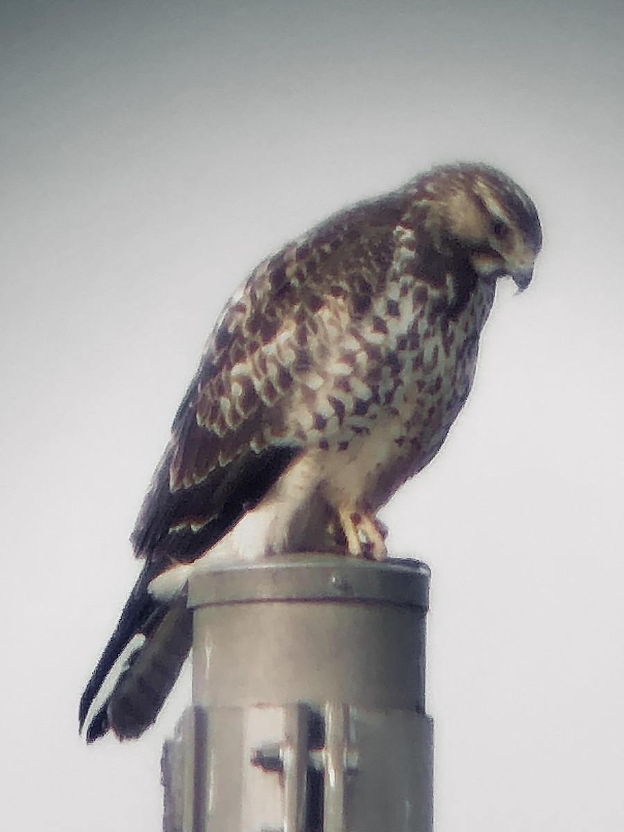 Swainson's Hawk - ML626477632