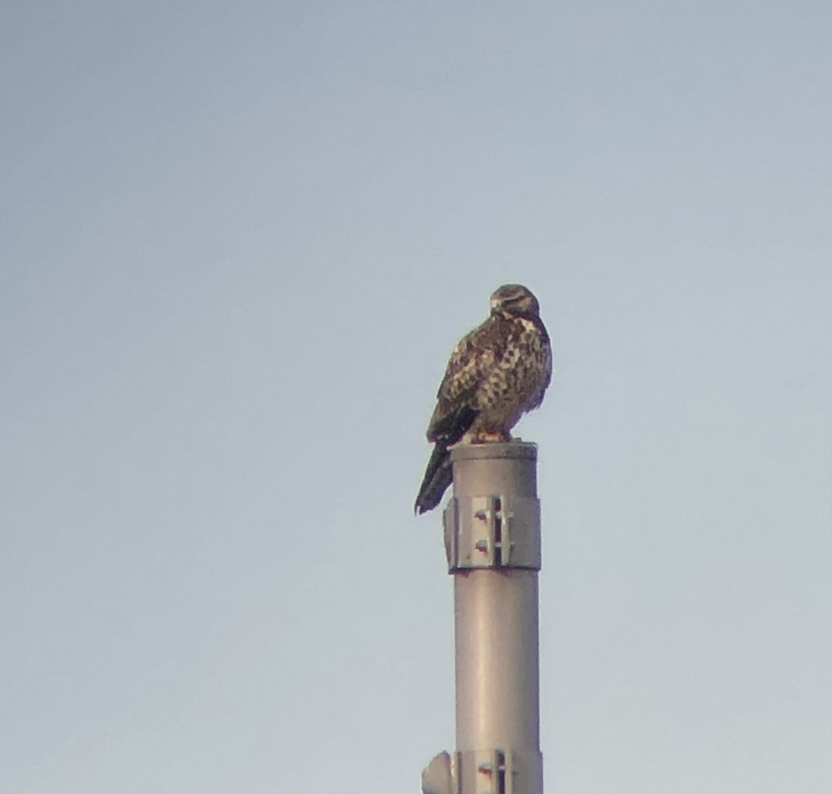 Swainson's Hawk - ML626477706