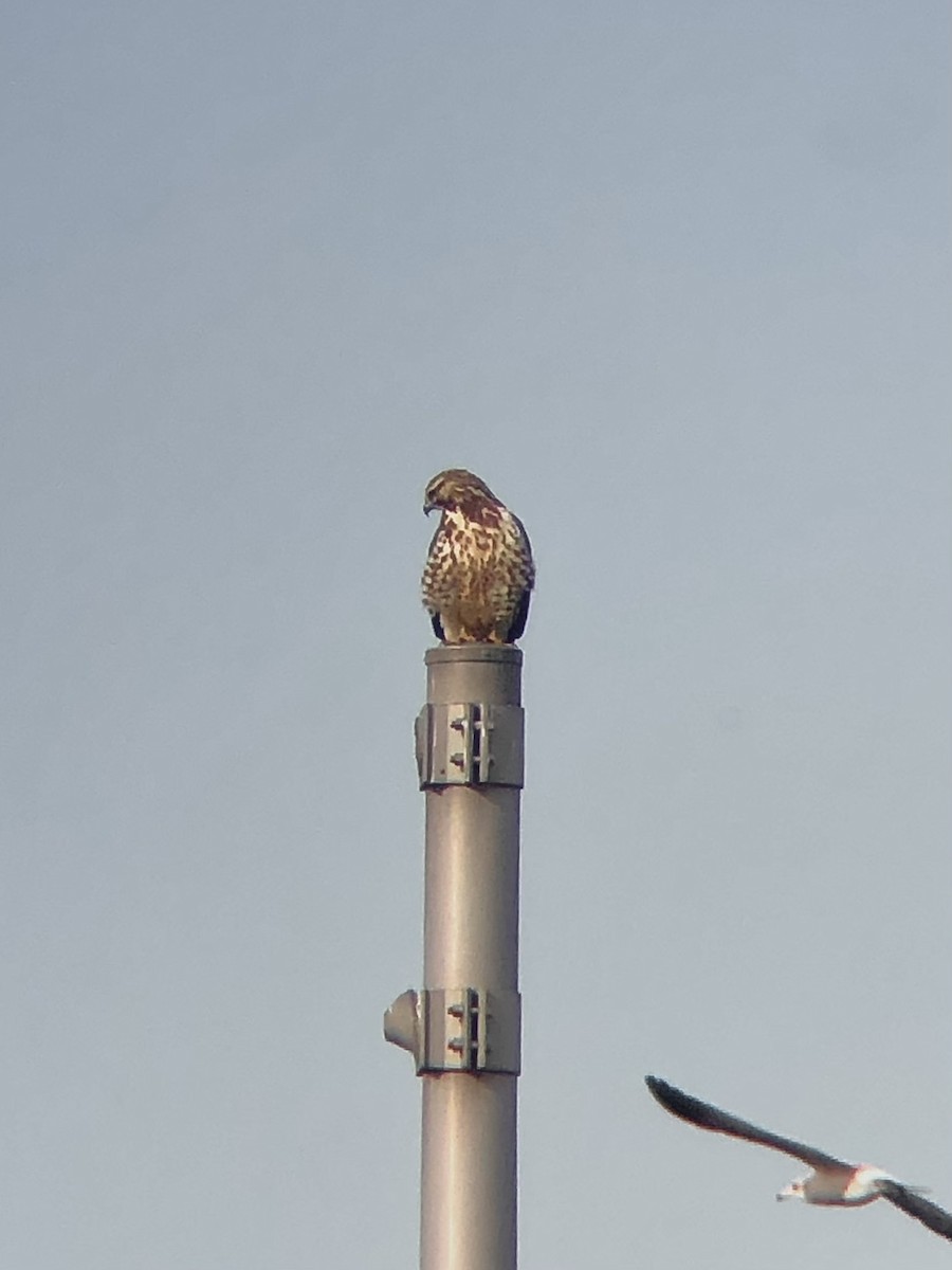 Swainson's Hawk - ML626477707