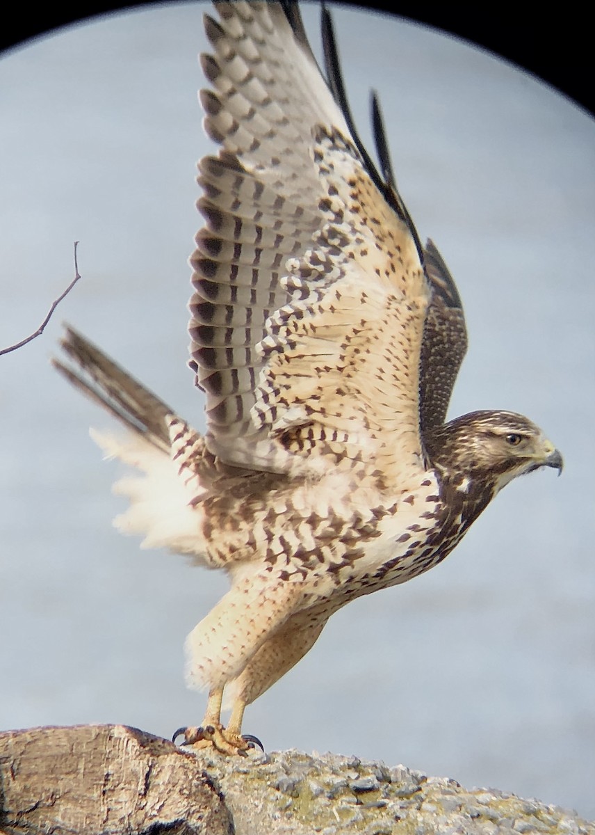 Swainson's Hawk - ML626477773