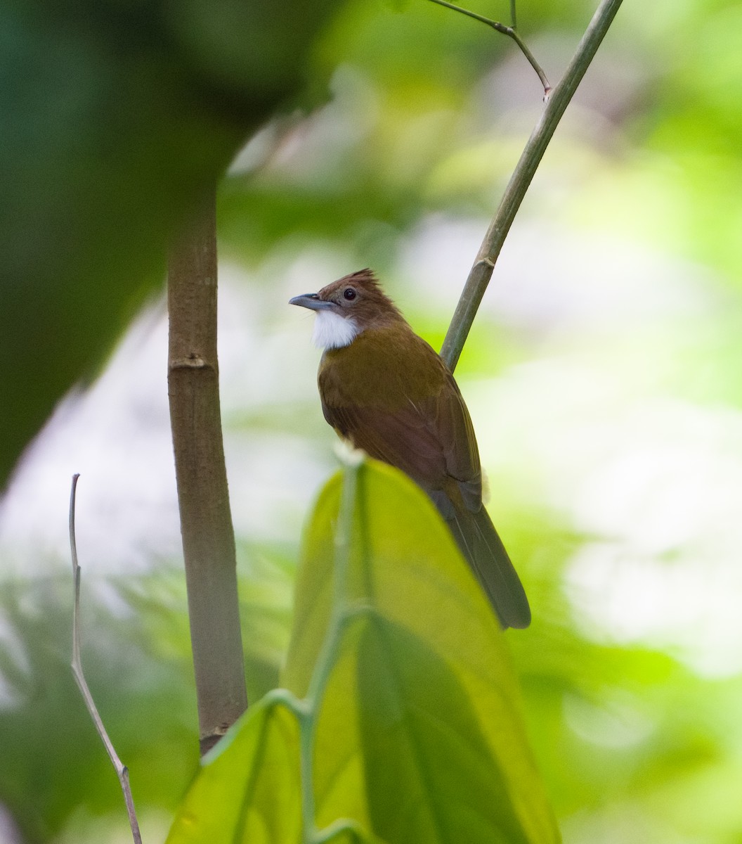 Brown-cheeked Bulbul - ML626477798