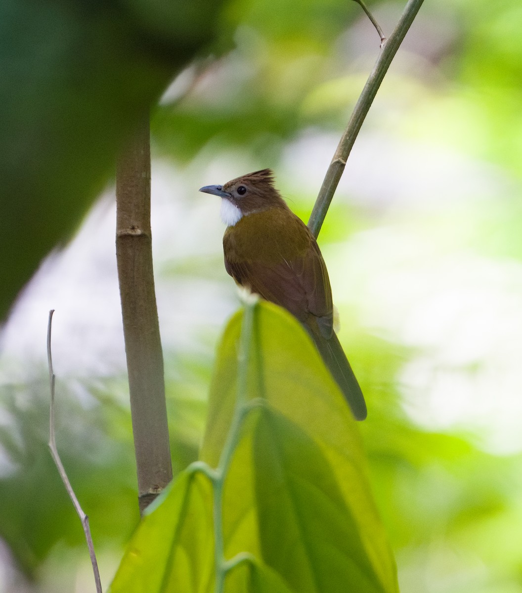 Brown-cheeked Bulbul - ML626477799
