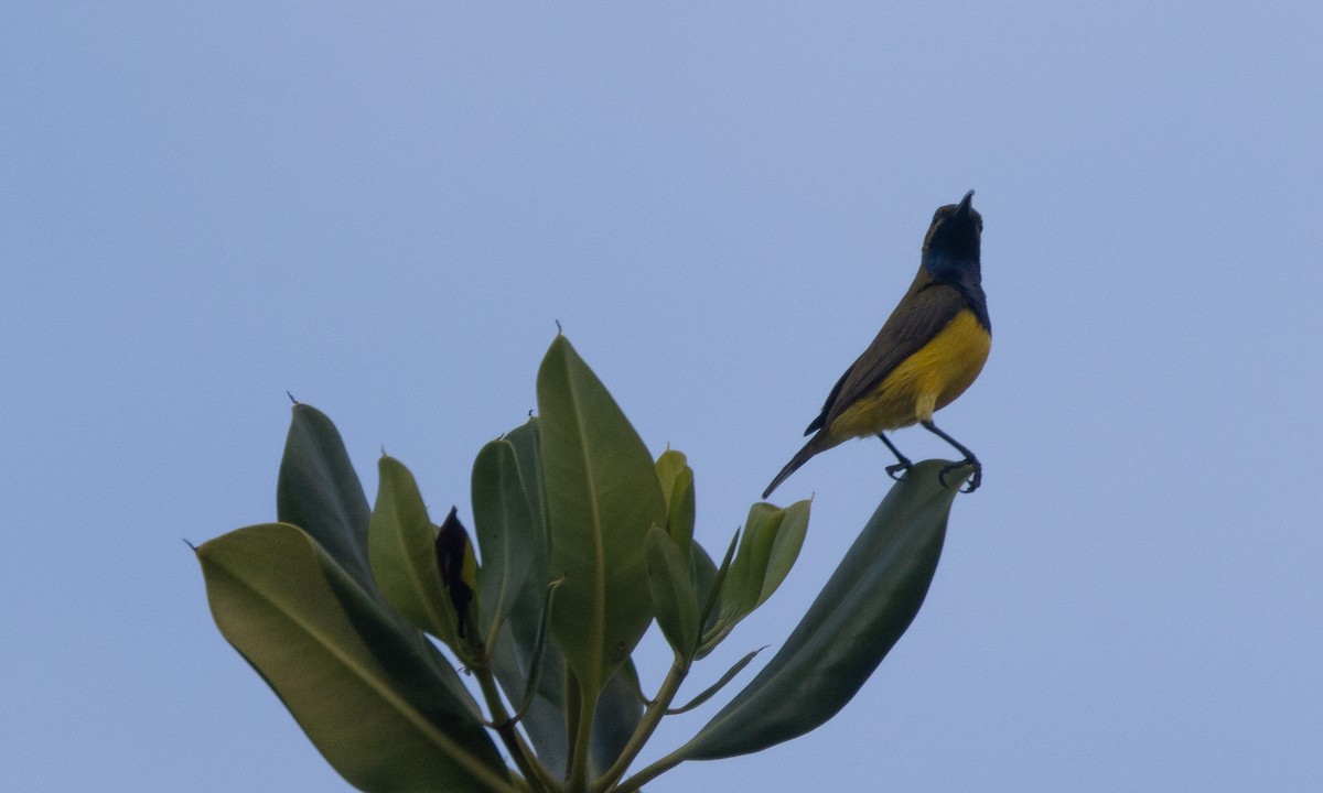 Sahul Sunbird - ML626477842