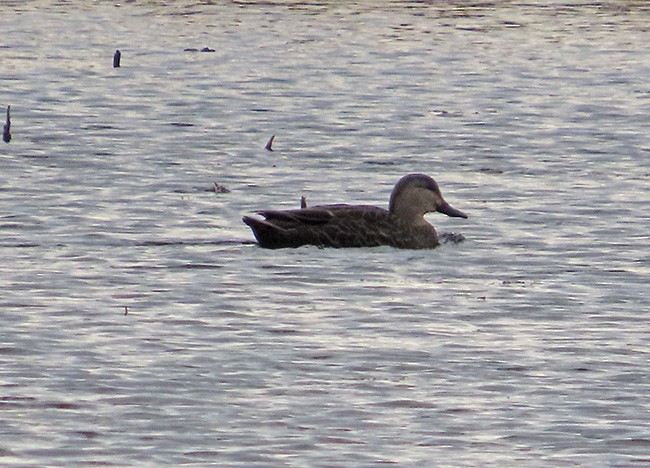 Canard noir - ML626477844