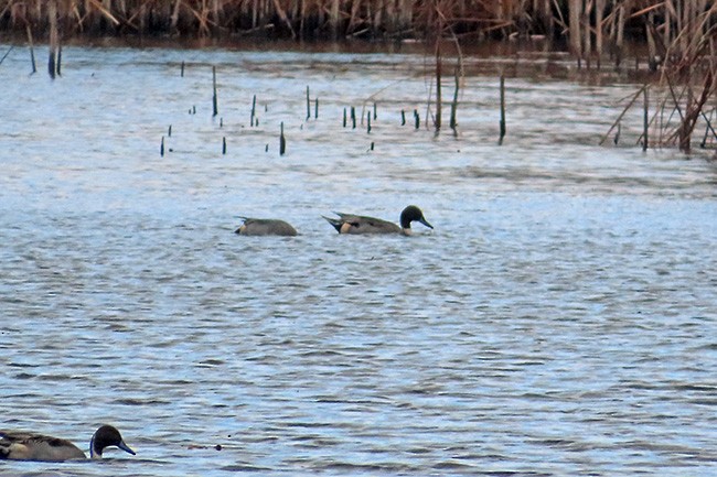 Canard pilet - ML626477854