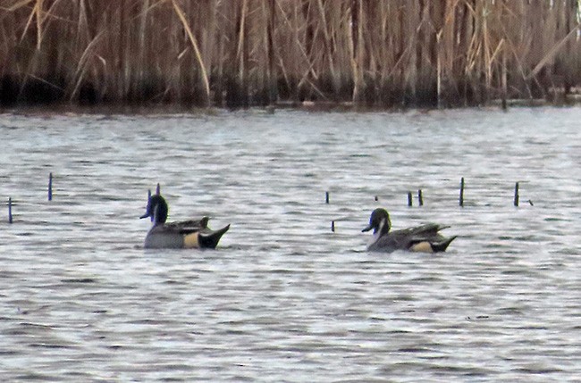 Canard pilet - ML626477864