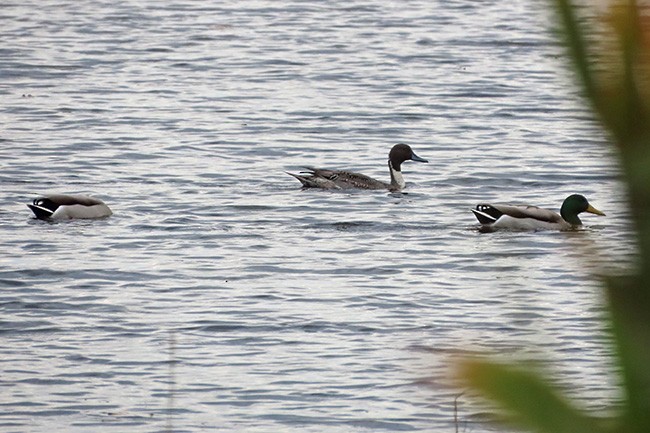 Canard pilet - ML626477883