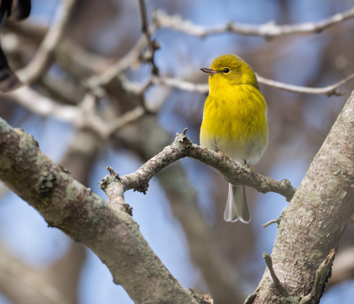 Pine Warbler - ML626477897