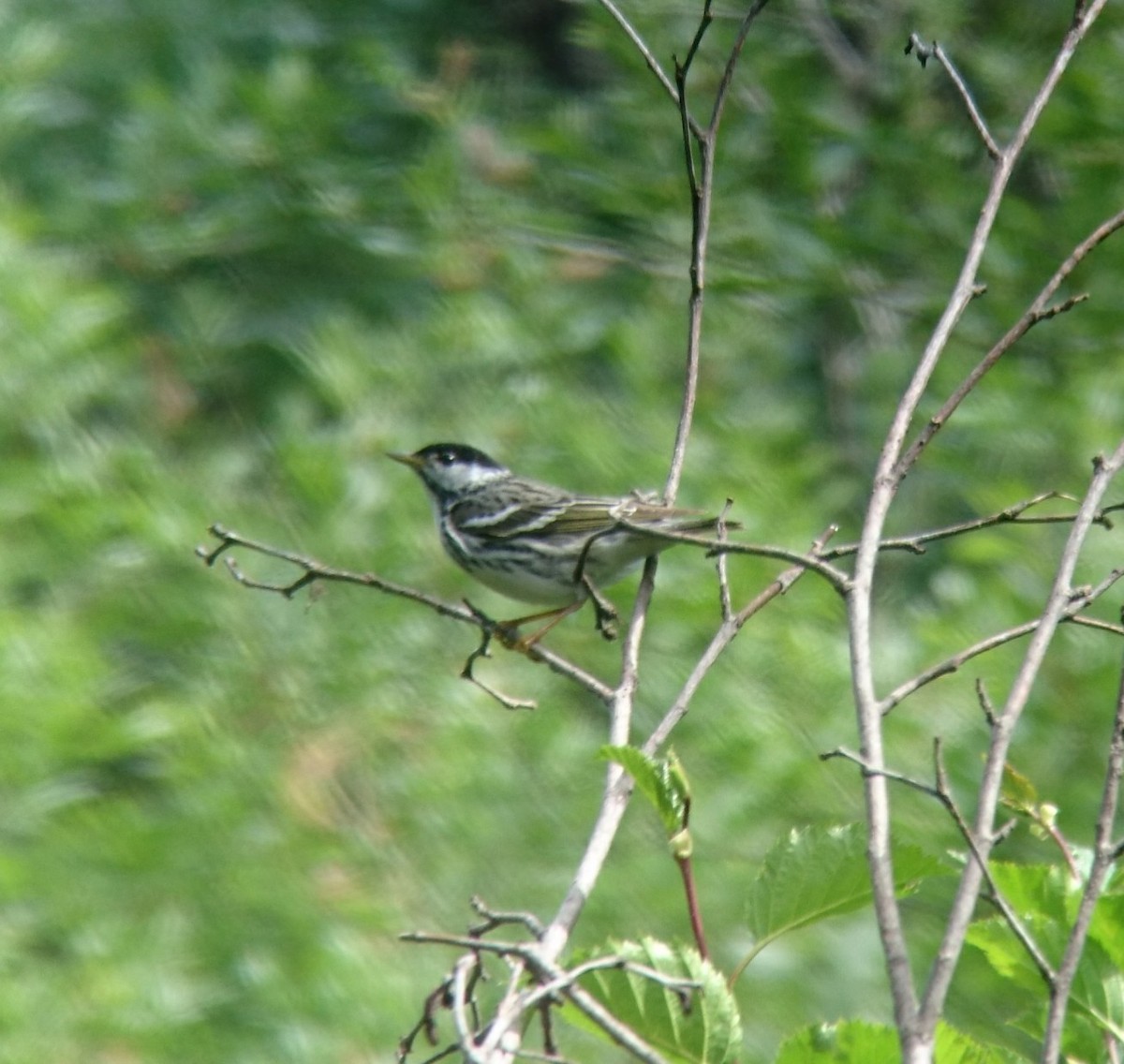 Blackpoll Warbler - ML62647791