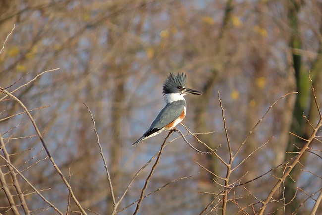 Martin-pêcheur d'Amérique - ML626477915