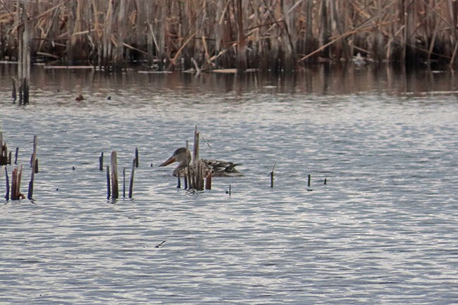 Canard souchet - ML626477975