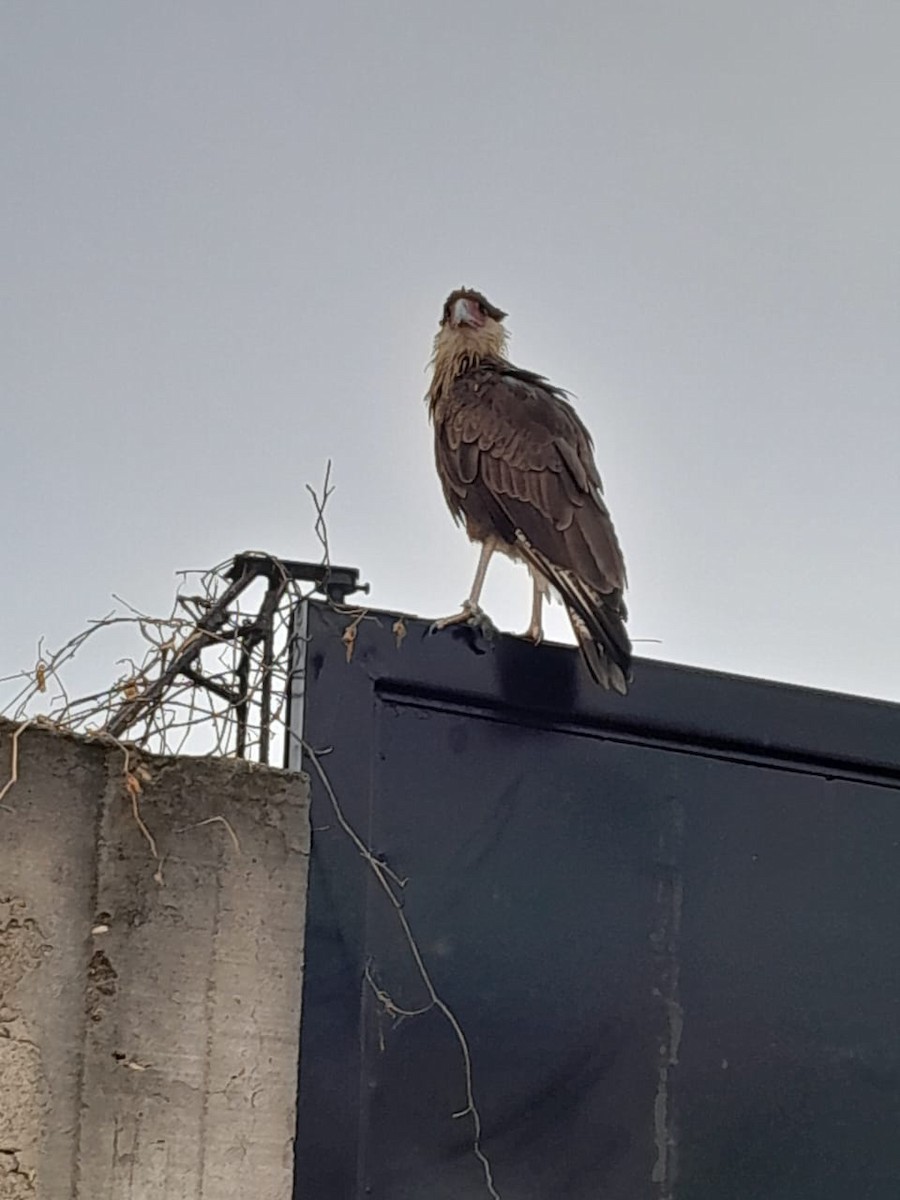 Caracara huppé - ML626478107