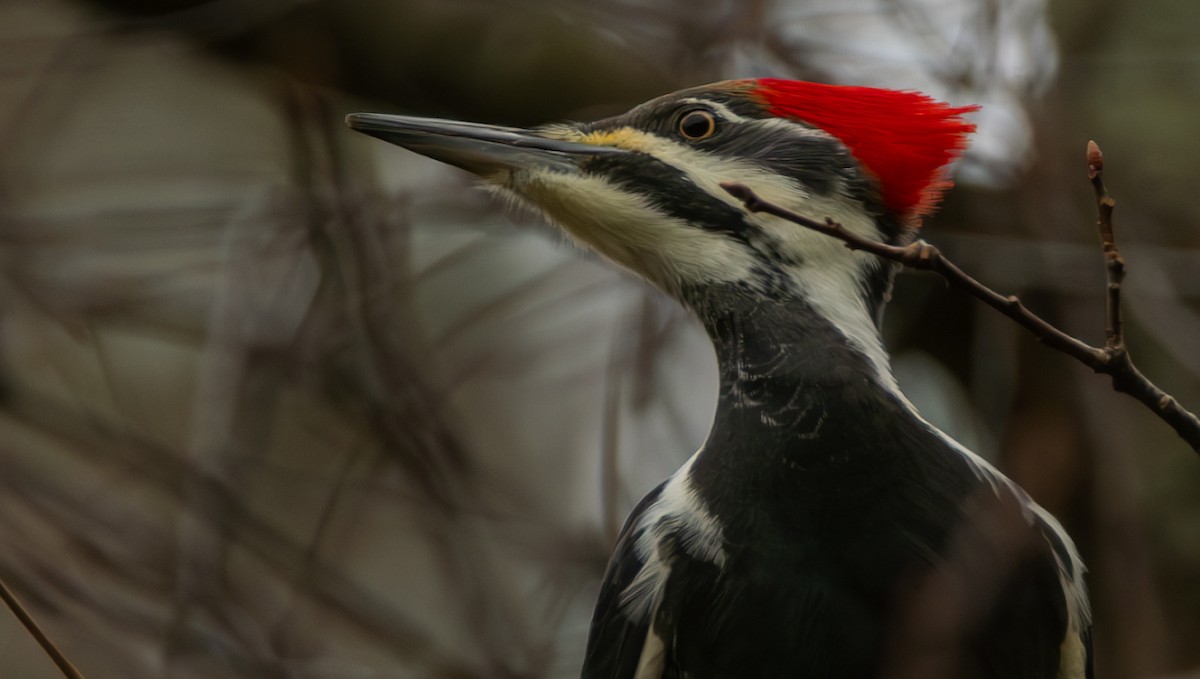 Pileated Woodpecker - ML626478113