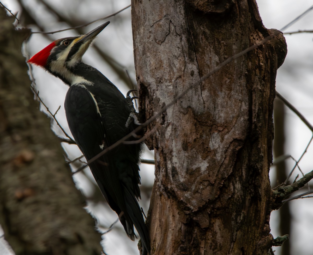 Pileated Woodpecker - ML626478114