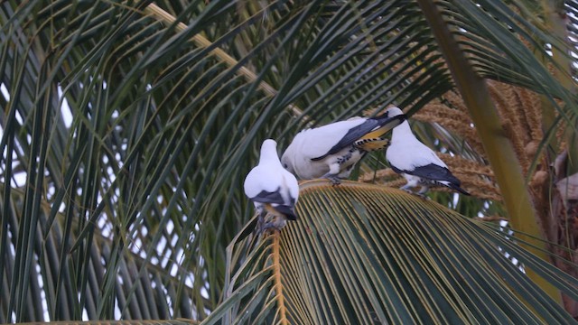 Torresian Imperial-Pigeon - ML626478243
