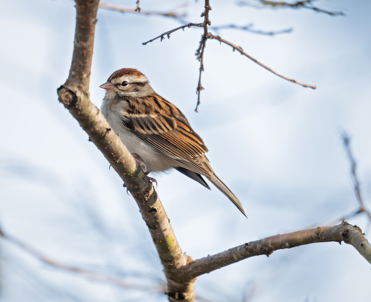 Chipping Sparrow - ML626478272