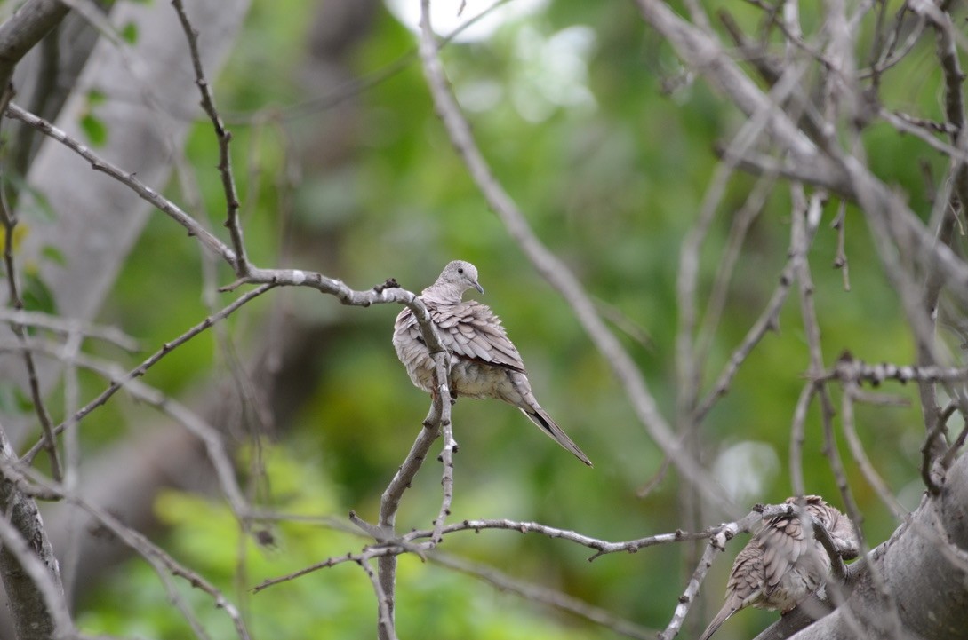 Tortolita Mexicana - ML626478307