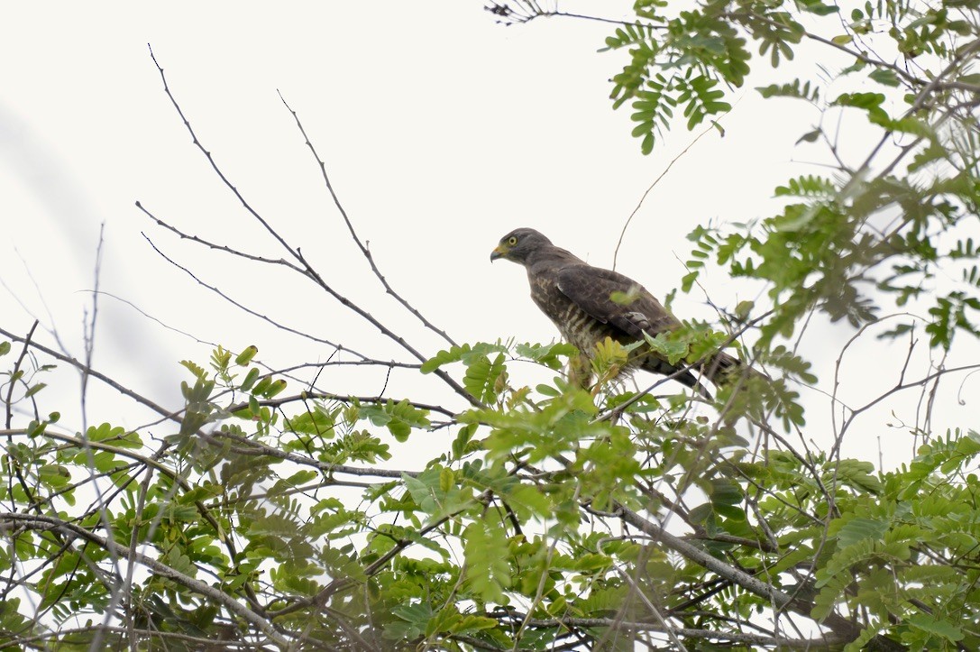 Busardo Caminero - ML626478313