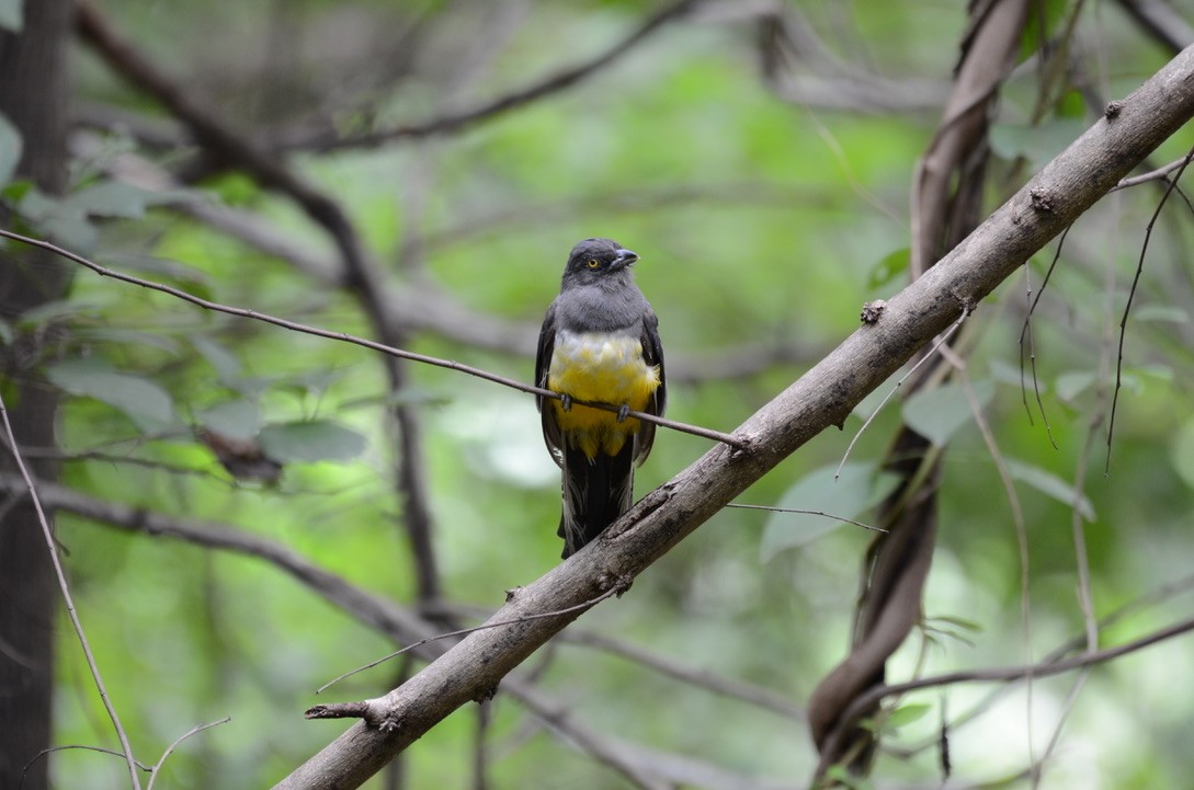 Trogón Citrino - ML626478360