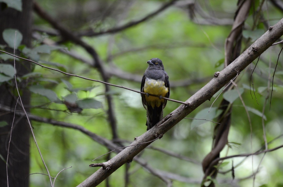 Trogón Citrino - ML626478374