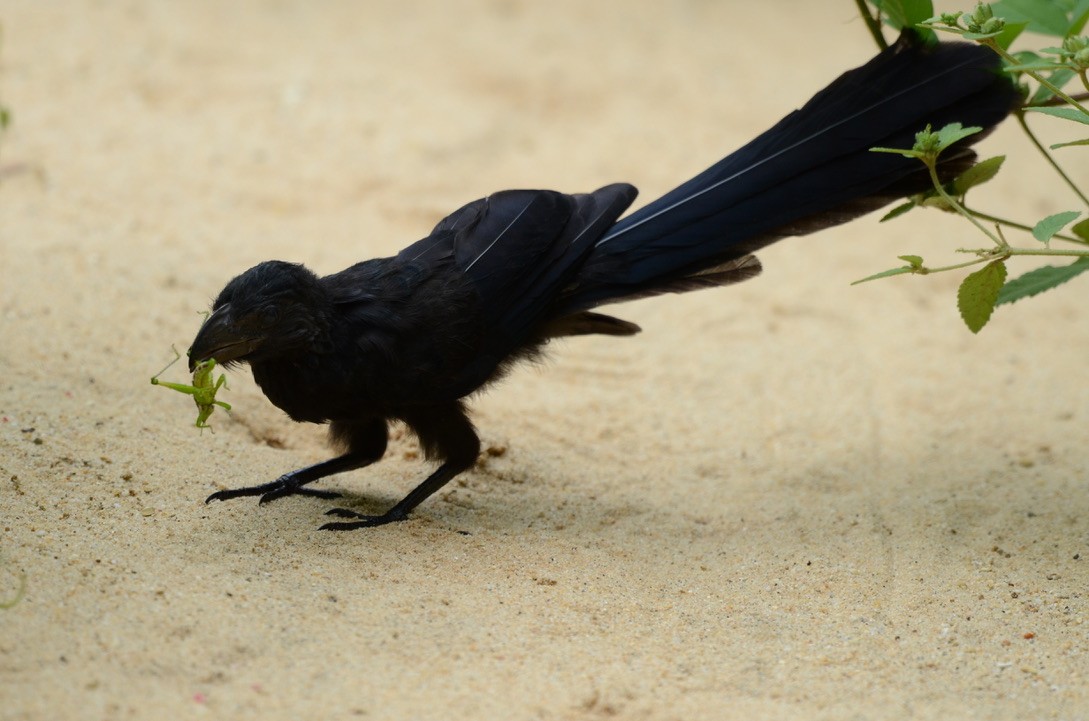 Garrapatero Asurcado - ML626478391